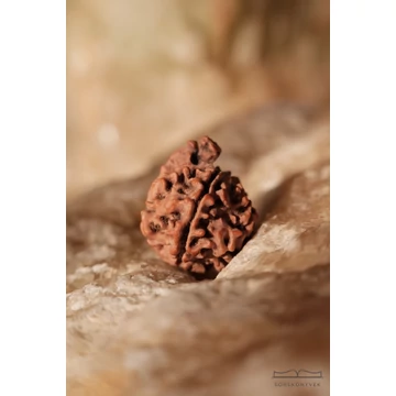 Ganésa rudraksha mag, 4 osztatú