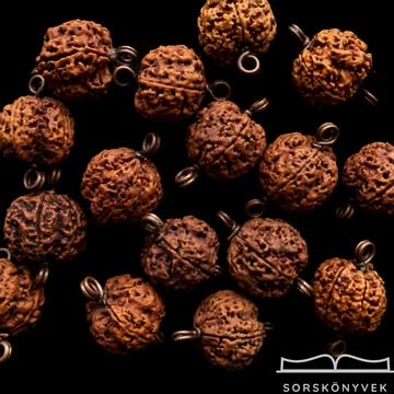7 osztatú Rudraksha mag, ritkaság!