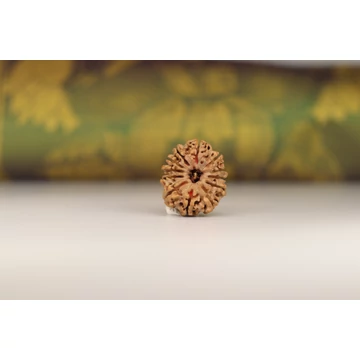 12 arcú rudraksha mag