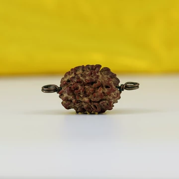 3 arcú Rudraksha mag