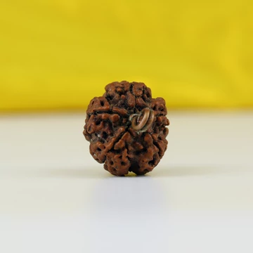 5 arcú rudraksha mag