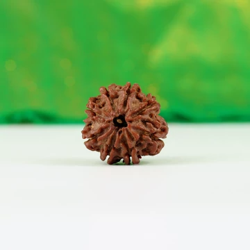 8 arcú rudraksha mag