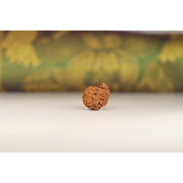 Ganésa rudraksha mag, 5 arcú