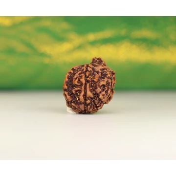 Ganésa rudraksha mag, 6 arcú