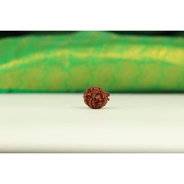 Ganésa rudraksha mag