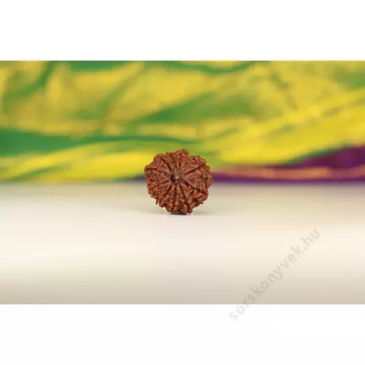10 arcú rudraksha mag, 22 mm