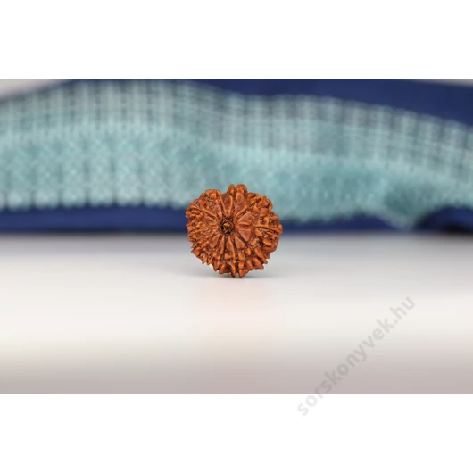 11 arcú Rudraksha mag, 24 mm