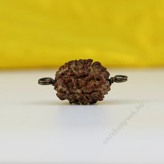 3 arcú Rudraksha mag