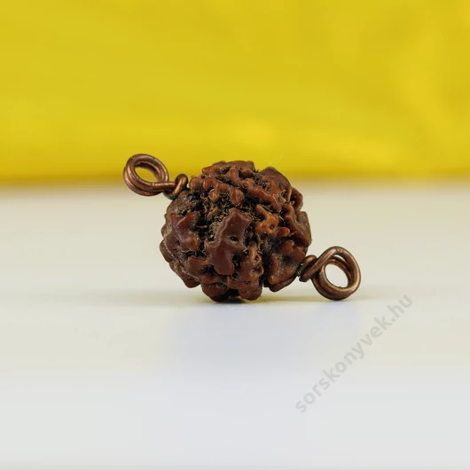 4 arcú Rudraksha mag