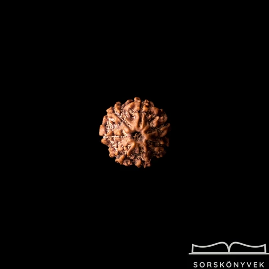 7 arcú rudraksha