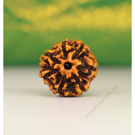 7 arcú rudraksha mag