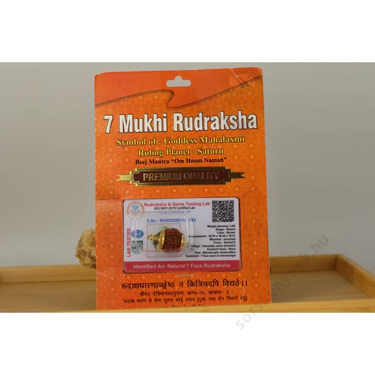 7 osztatú rudraksha mag, aranyszín foglalatban, prémium minőség, eredetiség igazolással