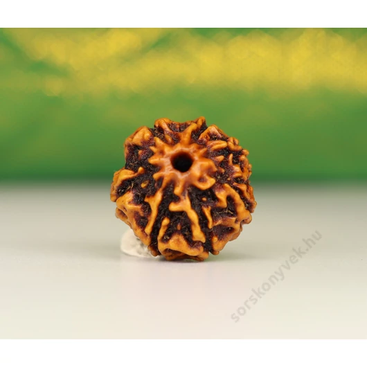 7 arcú rudraksha mag
