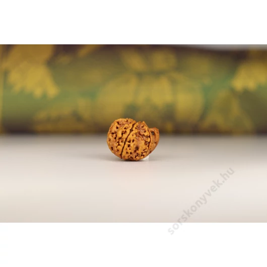Ganésha rudraksha mag, 5 arcú
