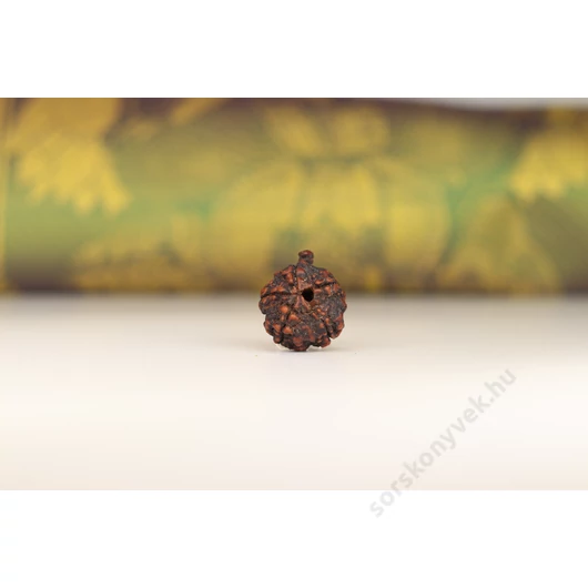 Ganésa rudraksha mag, 5 mukhi