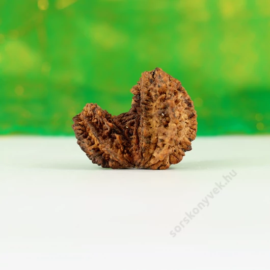 Gauri Shankar rudraksha mag