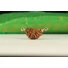 Kép 2/4 - 1 arcú félhold rudraksha mag, ezüst foglalattal