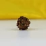 Kép 3/5 - 3 arcú Rudraksha mag