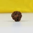 Kép 3/6 - 4 arcú Rudraksha mag
