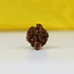 Kép 4/6 - 4 arcú Rudraksha mag