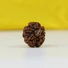 Kép 1/4 - 5 arcú rudraksha mag