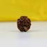 Kép 3/4 - 5 arcú rudraksha mag