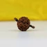 Kép 4/4 - 5 arcú rudraksha mag