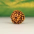 Kép 2/4 - 7 arcú rudraksha mag