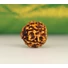 Kép 4/4 - 7 arcú rudraksha mag