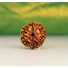 Kép 2/4 - 7 arcú rudraksha mag