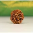 Kép 4/4 - 7 arcú rudraksha mag