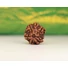 Kép 4/4 - Ganésa rudraksha mag, 6 arcú