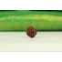 Kép 2/7 - Ganésa rudraksha mag