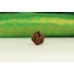 Kép 1/7 - Ganésa rudraksha mag
