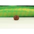 Kép 5/7 - Ganésa rudraksha mag