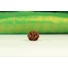 Kép 7/7 - Ganésa rudraksha mag