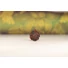 Kép 5/5 - Ganésa rudraksha mag, 5 mukhi