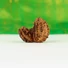 Kép 1/6 - Gauri Shankar rudraksha mag