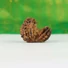 Kép 2/6 - Gauri Shankar rudraksha mag