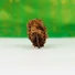 Kép 4/6 - Gauri Shankar rudraksha mag
